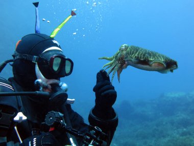 Scubadiver ve mürekkep balığı. Akdeniz, Malta.