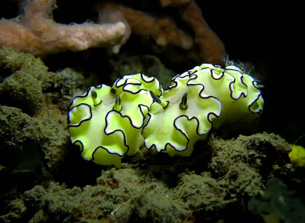 Pár Nudibranches Thajský Záliv — Stock fotografie