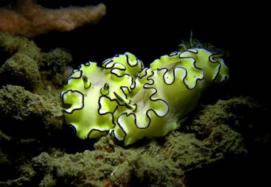 Deniz tavşanları birkaç. Tayland Körfezi.