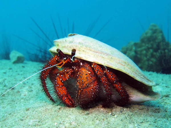 Caminando Soldado Cangrejo Con Shell Golfo Tailandia —  Fotos de Stock