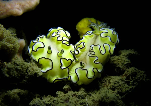 Pár Nudibranches Kud Ztroskotání Thajský Záliv — Stock fotografie