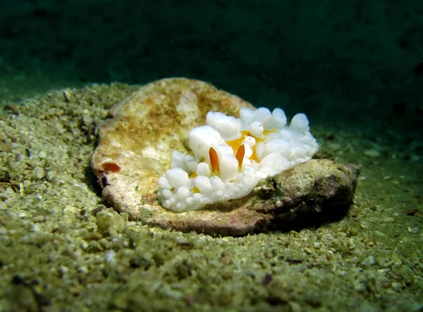 Nudibranch Shell Golfo Tailândia — Fotografia de Stock