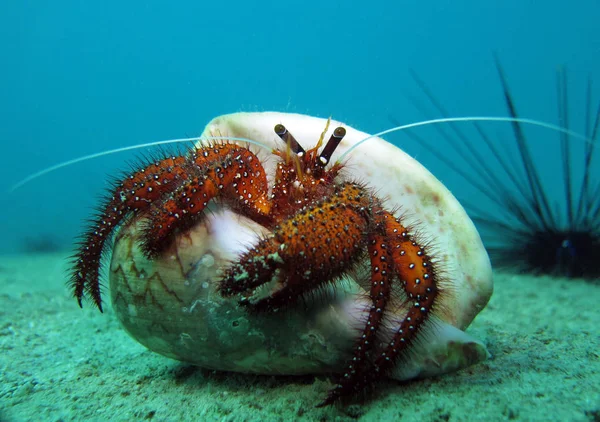 Soldado Cangrejo Shell Golfo Tailandia —  Fotos de Stock