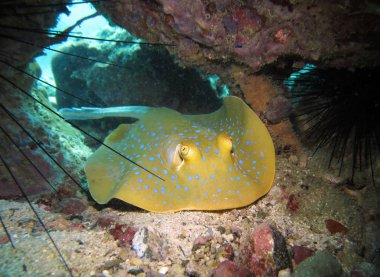 Mavi benekli stingray. Tayland Körfezi.