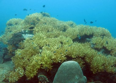 Mercan Bahçe. Tayland Körfezi.