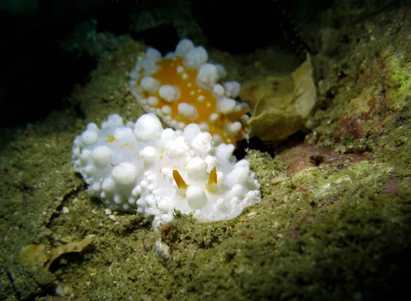 Nudibranches의 커플입니다 — 스톡 사진