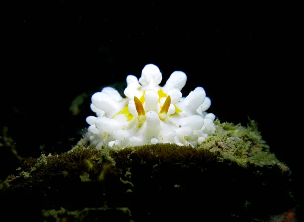 Phillidia Ocellata Nudibranch Lesma Molusco Golfo Tailândia — Fotografia de Stock