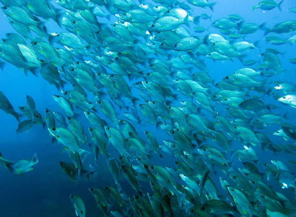 Fischschwärme Koh Chang Island Golf Von Thailand — Stockfoto