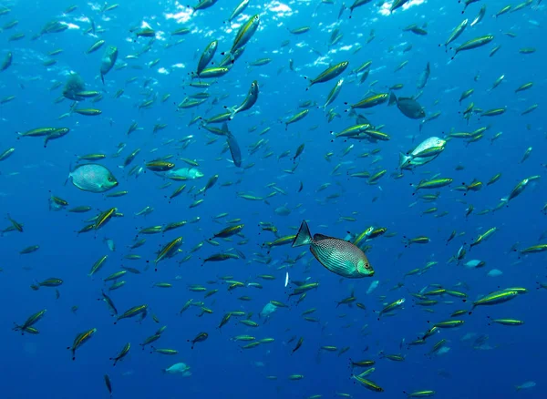 Fischschwärme Auf Dem Wrack Der Chang Koh Chang Island Golf — Stockfoto