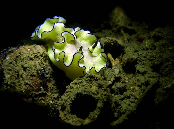 Nahožábrý Plž Kud Ztroskotání Thajský Záliv Pattaya — Stock fotografie