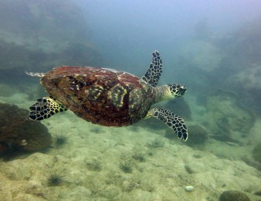 Hawksbill kaplumbağa. Pattaya Tayland Körfezi.