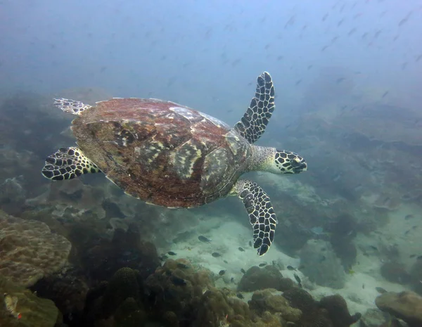 Hawksbill kaplumbağa. Pattaya Tayland Körfezi.