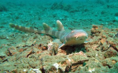 Asya Catshark. Pattaya Tayland Körfezi. 