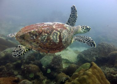 Hawksbill Turtle.Gulf Tayland, Pattaya.
