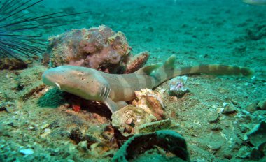 Asya Catshark. Pattaya Tayland Körfezi. 