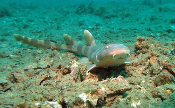Asya Catshark. Pattaya Tayland Körfezi. 