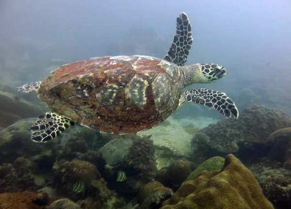 Hawksbill Turtle Gulf Tayland Pattaya — Stok fotoğraf