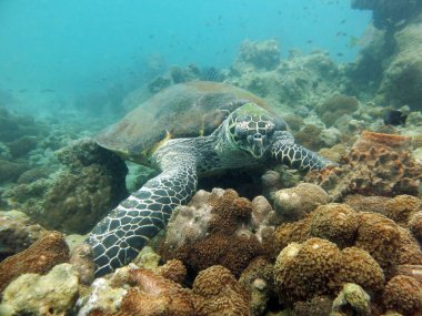 Hawksbill kaplumbağa. Pattaya, Tayland Körfezi.