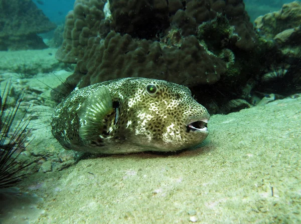 Arothron, kirpi balığı. Pattaya, Tayland Körfezi. 