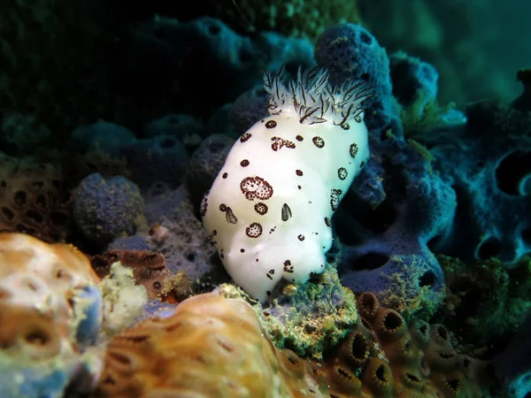 Jorunna Funebris Nudibranch Gulf Thailand Pattaya — Stock Photo, Image