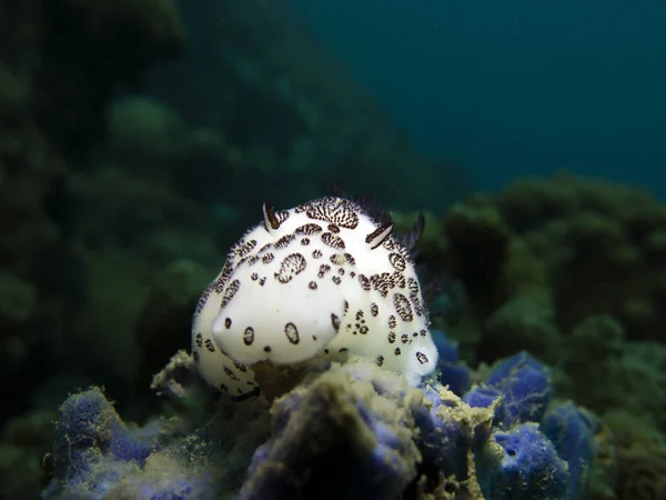 Joruna funebris, omurgasızını. Pattaya Tayland Körfezi.