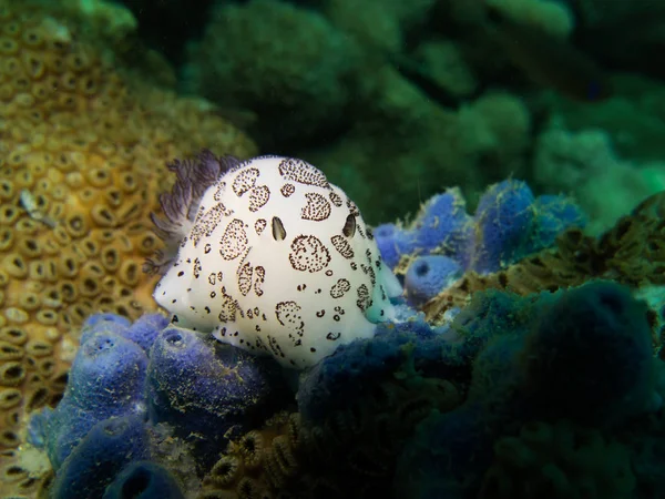 Jorunna Funebris Nudibranch Στον Κόλπο Του Ταϊλάνδη Pattaya — Φωτογραφία Αρχείου