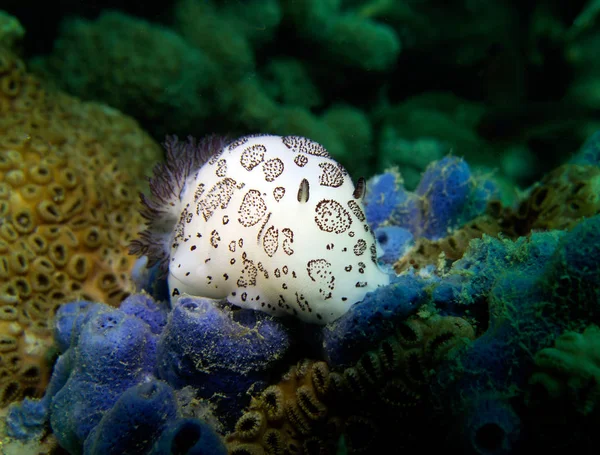Jorunna funebris, omurgasızını. Pattaya Tayland Körfezi. 