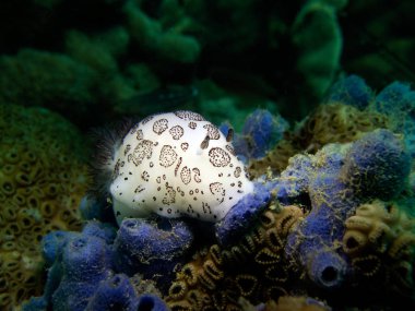 Jorunna funebris, omurgasızını. Pattaya Tayland Körfezi.