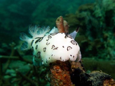 Jorunna funebris, omurgasızını. Pattaya Tayland Körfezi.