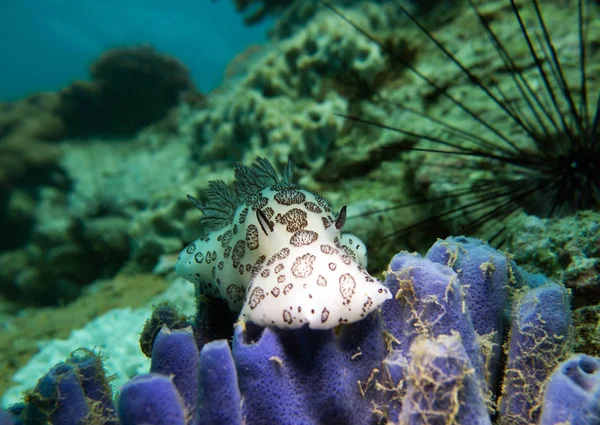 Jorunna Funebris Csupaszkopoltyús Csigák Thaiföldi Öbölben Pattaya — Stock Fotó