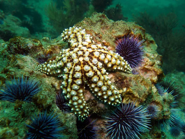 Sea Star Mořské Ježky Tichý Oceán Kalifornie Usa — Stock fotografie