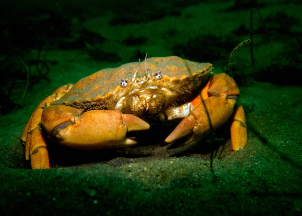 Pacific Rock Krab Rakovina Antennarius Tichý Oceán Kalifornie Usa — Stock fotografie