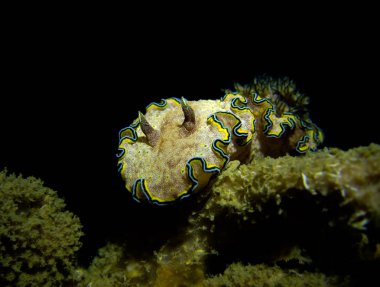 Glossodoris cincta, nudibranch. 