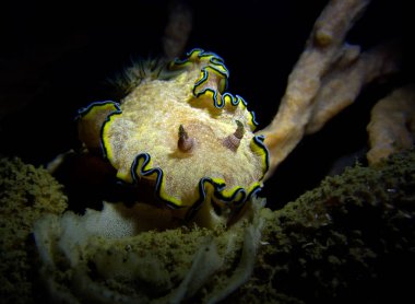 Glossodoris cincta, nudibranch. 