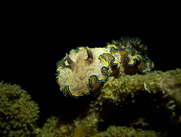 Glossodoris Cincta Nudibranch Ναυάγιο Khram Στον Κόλπο Του Ταϊλάνδη Pattaya — Φωτογραφία Αρχείου