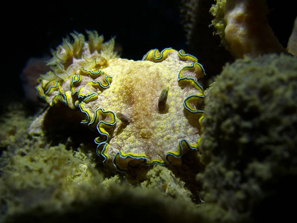 Glossodoris Cincta Nudibranch Ναυάγιο Khram Στον Κόλπο Του Ταϊλάνδη Pattaya — Φωτογραφία Αρχείου