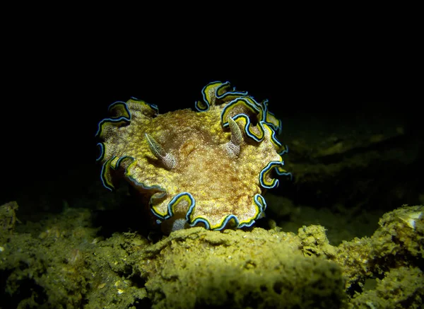 Glossodoris Cincta Nudibranch Naufragio Khram Golfo Tailandia Pattaya —  Fotos de Stock