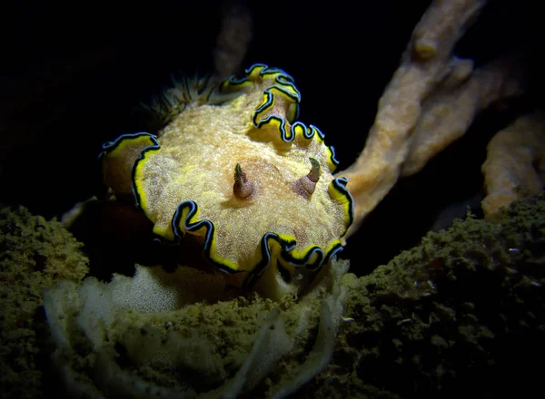 Glossodoris Cincta Nudibranch Ναυάγιο Khram Στον Κόλπο Του Ταϊλάνδη Pattaya — Φωτογραφία Αρχείου