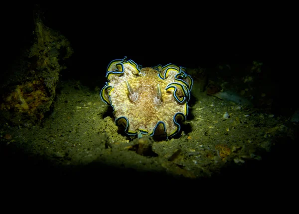 Glossodoris Cincta Ślimaki Nagoskrzelne Khram Wrak Zatokę Tajlandia Pattaya — Zdjęcie stockowe