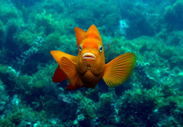 Garibaldi ederler, Hypsypops rubicundus. Pasifik Okyanusu, Kaliforniya, ABD.