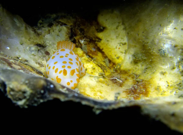 Gymnodoris Rubropapulosa Nudibranch Ναυάγιο Khram Στον Κόλπο Του Ταϊλάνδη Pattaya — Φωτογραφία Αρχείου