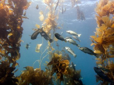 Esmer su yosunu bas, Paralabrax clathratus. Esmer su yosunu ormanının, Catalina Island, Kaliforniya, ABD. 