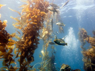 Esmer su yosunu bas, Paralabrax clathratus. Esmer su yosunu ormanının, Catalina Island, Kaliforniya, ABD. 