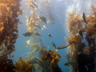 Esmer su yosunu bas, Paralabrax clathratus. Esmer su yosunu ormanının, Catalina Island, Kaliforniya, ABD. 