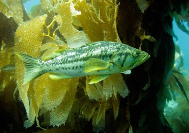 Esmer su yosunu bas, Paralabrax clathratus. Esmer su yosunu ormanının, Catalina Island, Kaliforniya, ABD. 