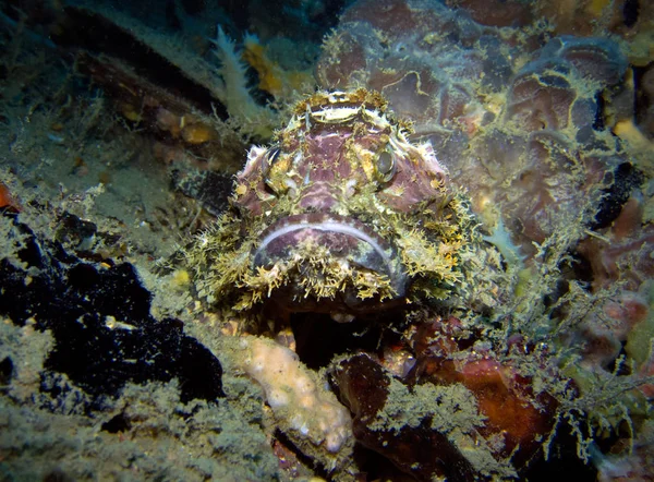 Khram 沉船上的蝎子鱼 泰国海湾 芭堤雅 — 图库照片
