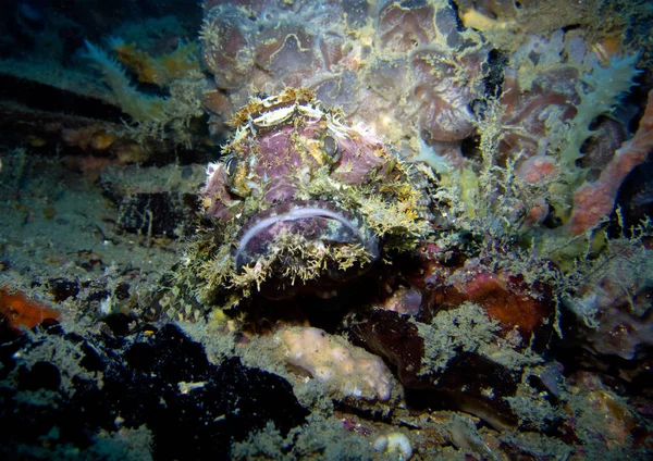 Ryby Skorpion Wraku Khram Zatokę Tajlandia Pattaya — Zdjęcie stockowe