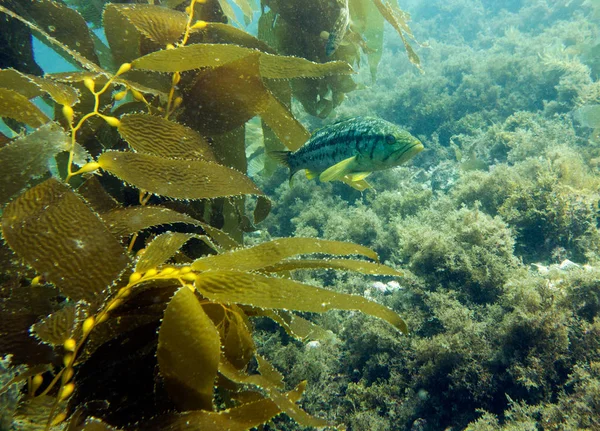 Kelp Bass Paralabrax Clathratus Kelp Forest Catalina Island California Usa — Stock Photo, Image