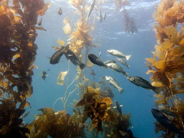 Esmer su yosunu bas, Paralabrax clathratus. Esmer su yosunu ormanının, Catalina Island, Kaliforniya, ABD. 