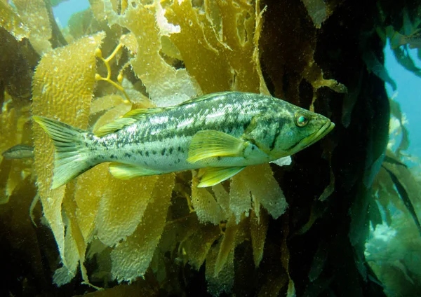 Esmer su yosunu bas, Paralabrax clathratus. Esmer su yosunu ormanının, Catalina Island, Kaliforniya, ABD. 